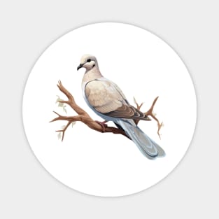 Collared Dove Magnet